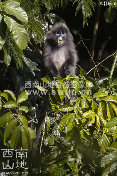 西南山地，中国引以为傲的世界生物多样性热点